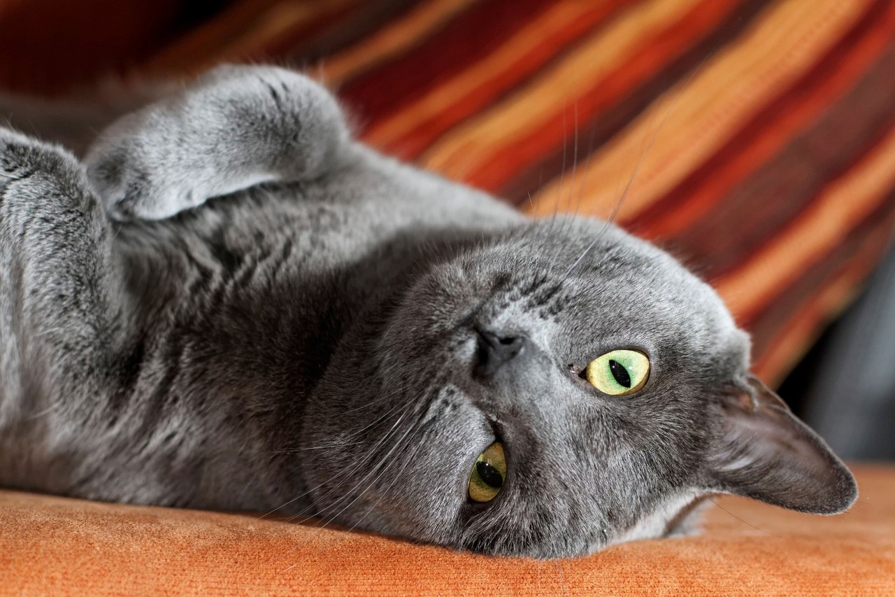 Chartreux