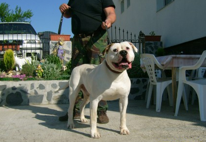 Bajrin Dvur Baron | American Bulldog 