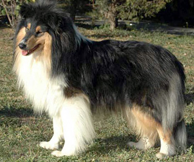 Camanna Casanova | Rough Collie 