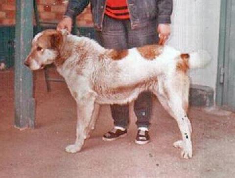 Irro | Central Asian Shepherd Dog 