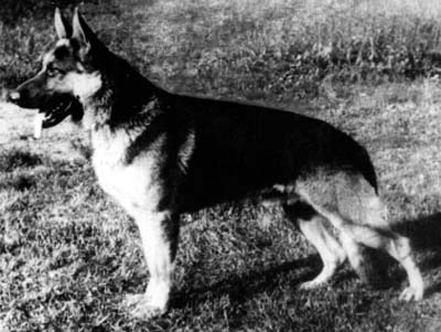 Claus vom Obergrombacher Schloß | German Shepherd Dog 