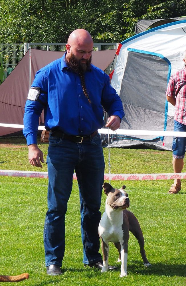 BLUE CHILD OF HOPE GIT FALBANA Power-Staff | American Staffordshire Terrier 
