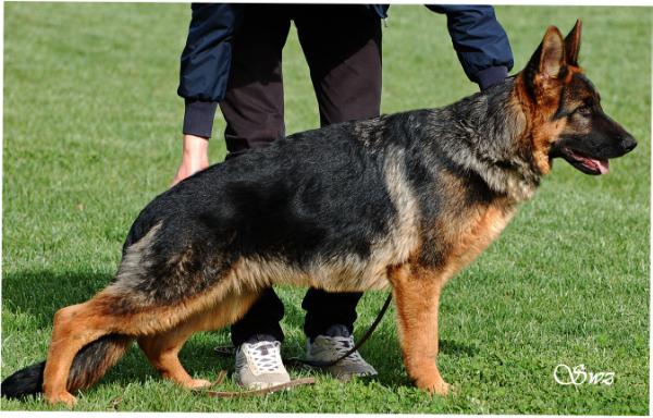 Prex di Casa Schwarz | German Shepherd Dog 