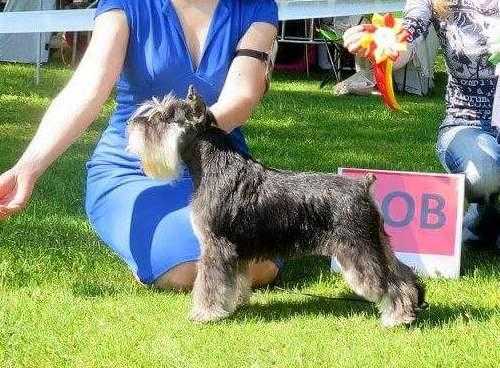 Boltres Harmony | Miniature Schnauzer 