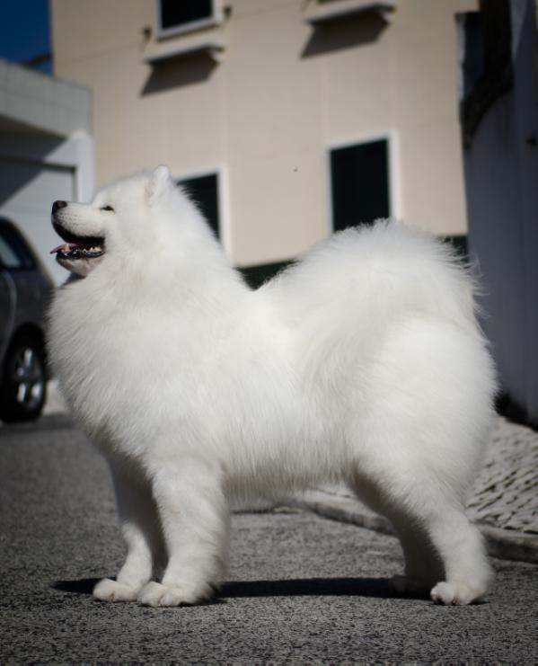 Samspring Sir Lancelot | Samoyed 