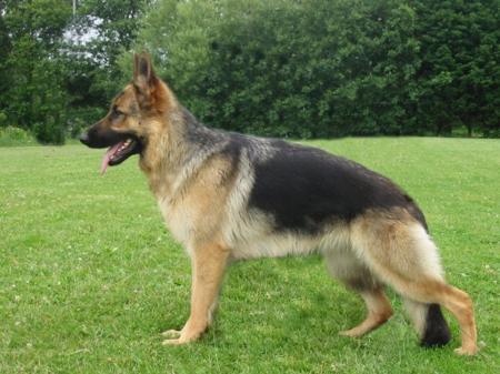 akyra vom santé's home | German Shepherd Dog 