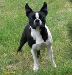 CHARMING Sylena | Boston Terrier 