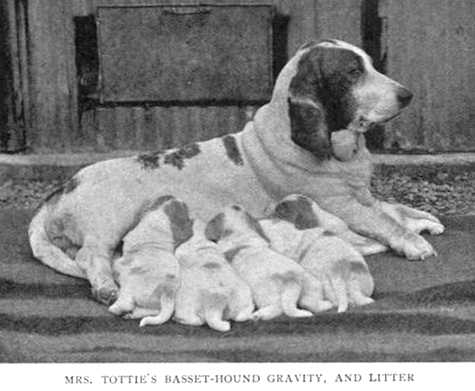 Gravity [Mrs. Totties] | Basset Hound 