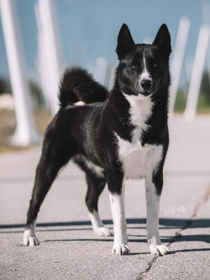 Ava Da Villa Saloia | Karelian Bear Dog 