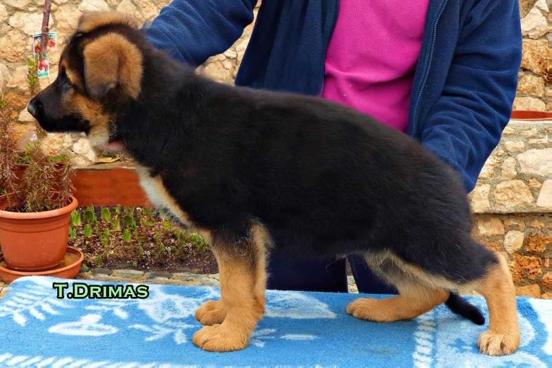 Yambo von Turia Drimas | German Shepherd Dog 