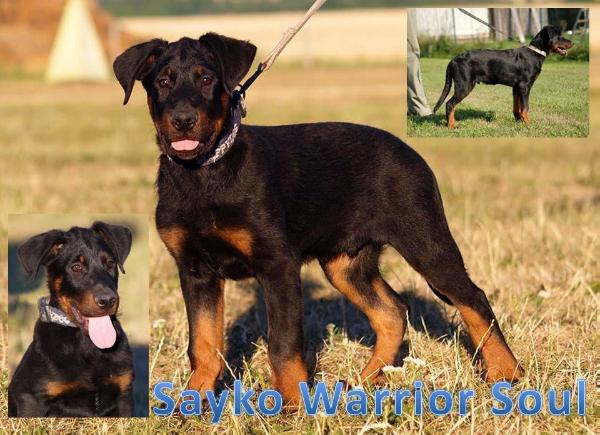 Sayko Warrior Soul | Beauceron 