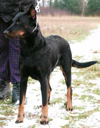 Filomela Athena Fedar | Beauceron 