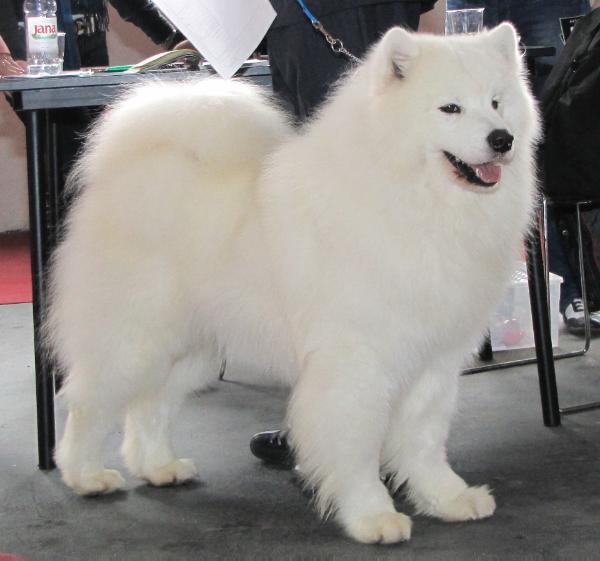 Cabaka's Hailey Of Robbie | Samoyed 