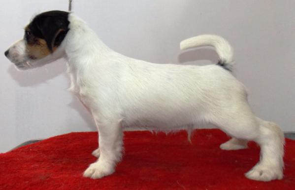 Oliver di san ruffino | Jack Russell Terrier 