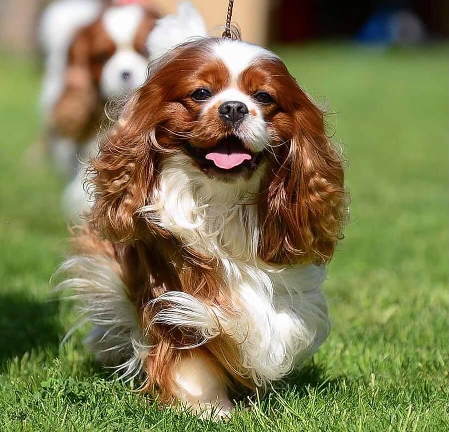 BONITOS COMPANEROS JUS DE FRUIT | Cavalier King Charles Spaniel 