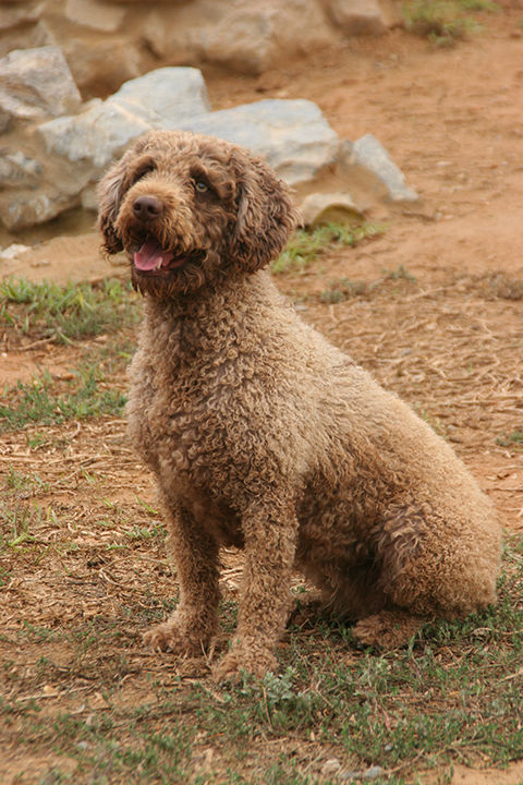 Xena de Juaje | Spanish Water Dog 