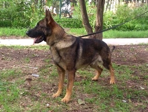 Jaro Angeles | German Shepherd Dog 