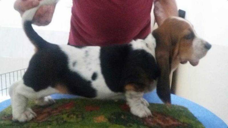 Prudence Di Lago Ombroso | Basset Hound 