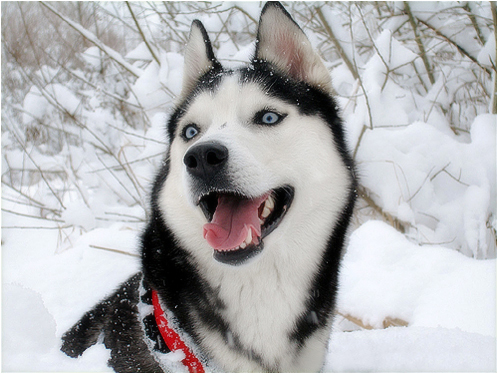 Husky Haven Virgin Gold Atabaska | Siberian Husky 