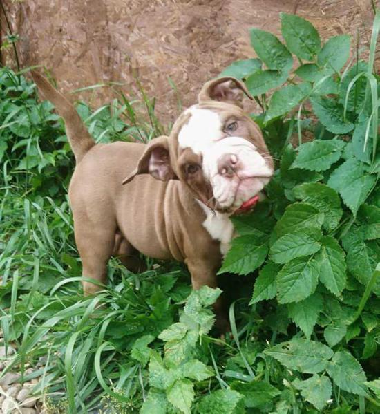 Bullions Peaches of Carrs | Olde English Bulldogge 