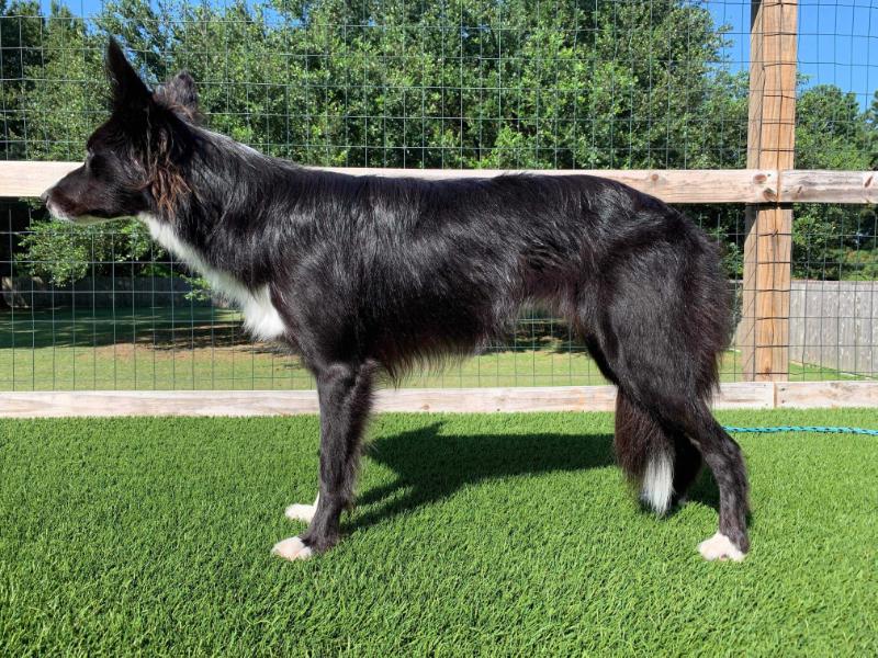 G Force Flyin’ Over The Atlantic | Border Collie 