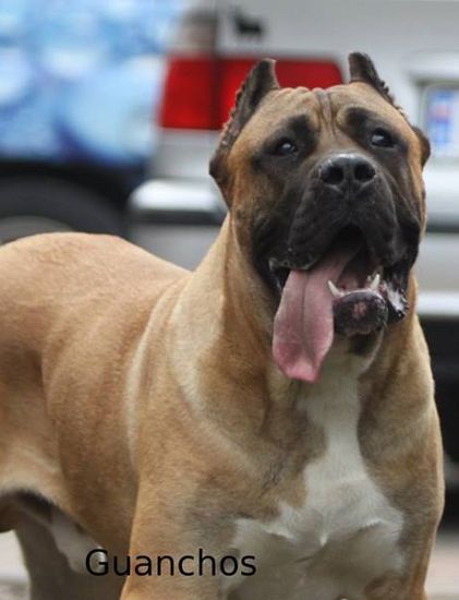 Cachopo de Camarmena | Perro de Presa Canario 