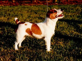 Imlay Vellutto Rosso | Jack Russell Terrier 