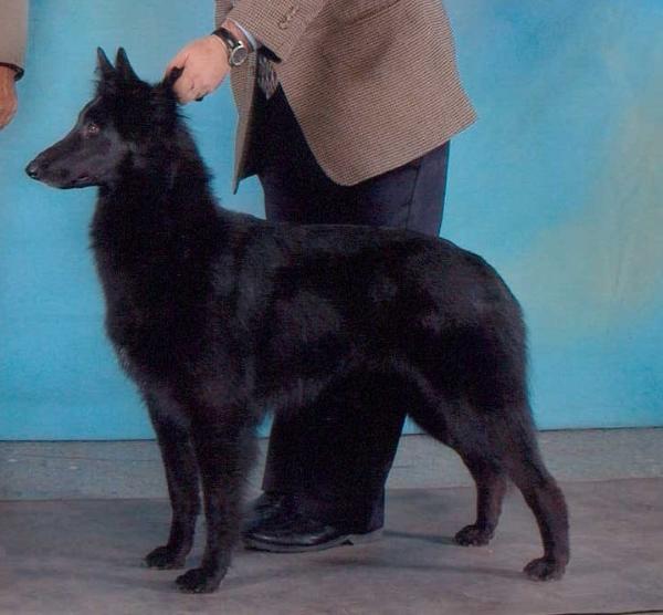 De LaLouviere Sonata in C | Belgian Groenendael 