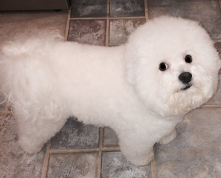 JD Martin's President Lincoln | Bichon Frise 