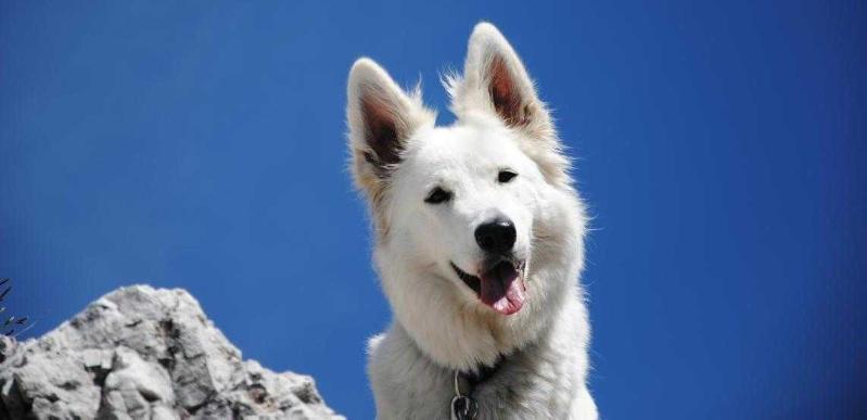 Alma Funkenflug | White Swiss Shepherd Dog 