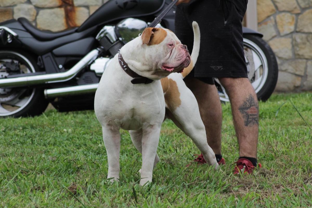 GADIRBULLS TARUGO | American Bulldog 