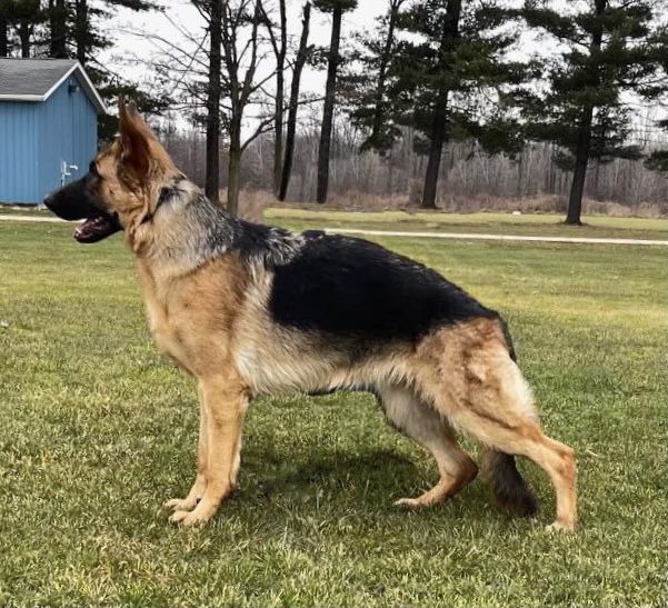 WRF’s Fearless Wisdom at Soil &amp;Toil | German Shepherd Dog 