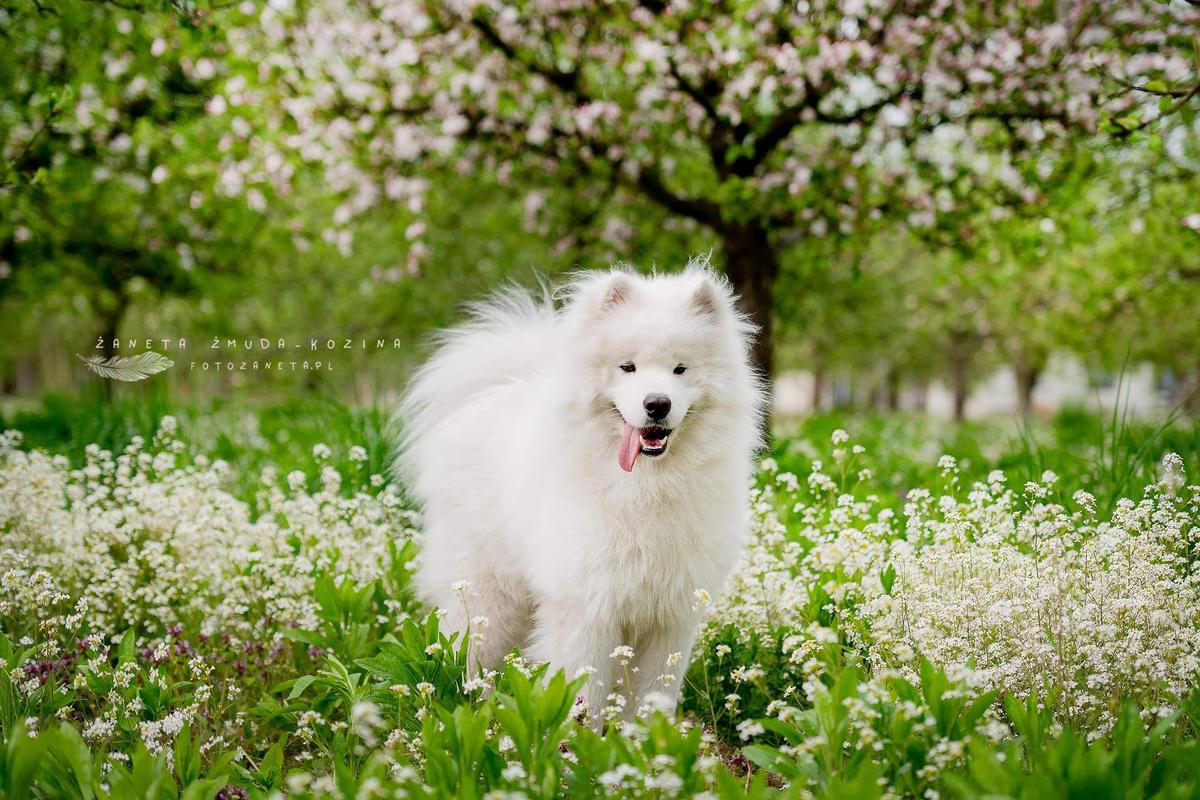 Arctic Challenge LIKE A KING | Samoyed 