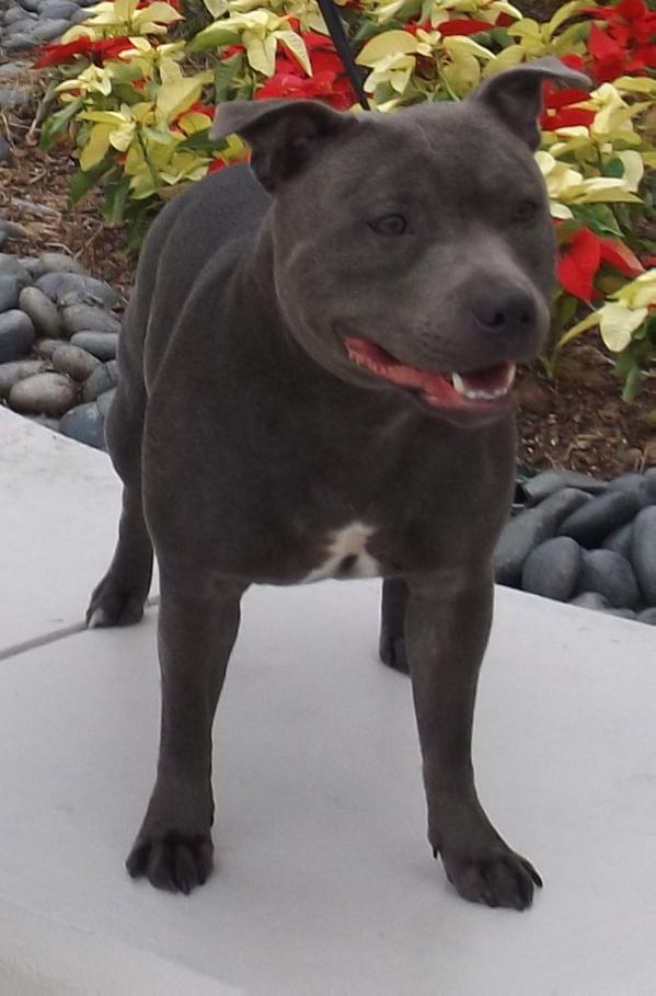 Hot Blue Mountain Fransimo Bohemia | Staffordshire Bull Terrier 