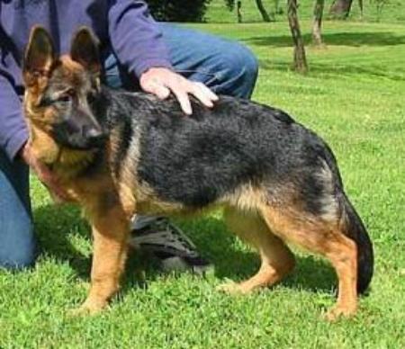 Cira vom alten Herrenhaus | German Shepherd Dog 