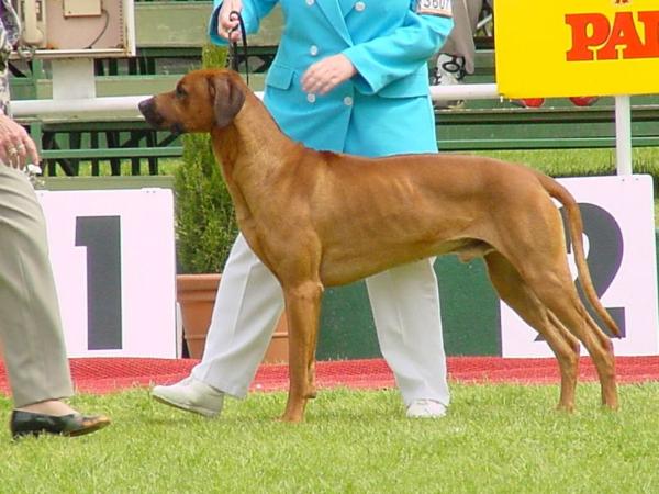 Rijstone War Lord | Rhodesian Ridgeback 