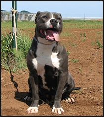 andonas athena | American Staffordshire Terrier 