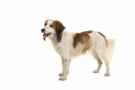 Nederlandse Kooikerhondje