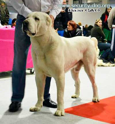 arystan alga utiur | Central Asian Shepherd Dog 