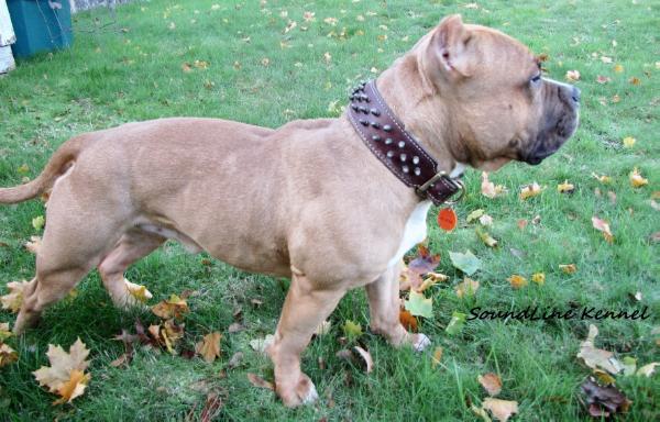 SoundLines good Ol' Buckwheat | American Pit Bull Terrier 