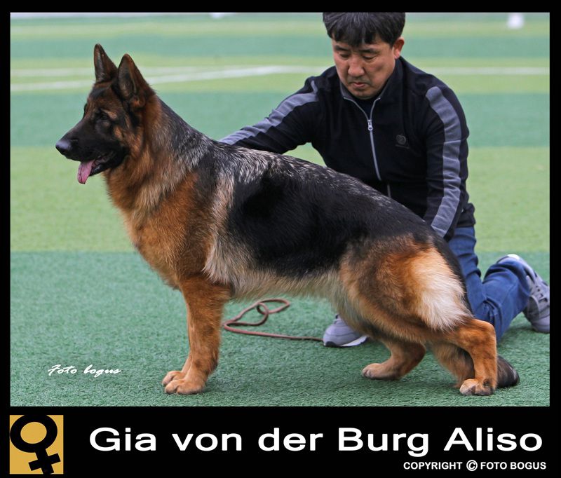 Gia von der Burg Aliso | German Shepherd Dog 