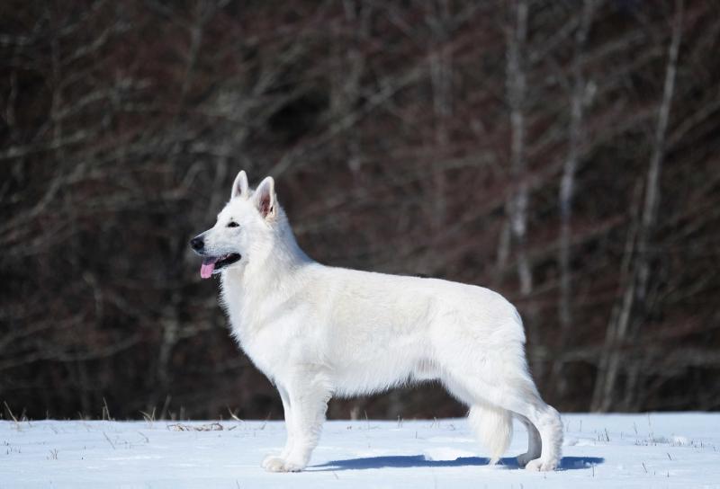 Delta von Neuman | White Swiss Shepherd Dog 