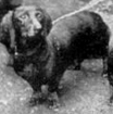 Olla Kismet | Dachshund 