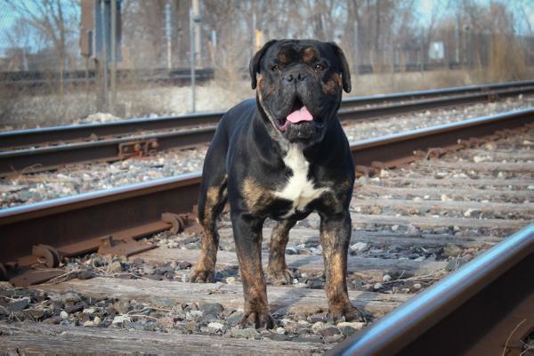 Vega's Rio | Olde English Bulldogge 