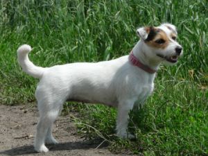 Wabira Drapichrust | Jack Russell Terrier 