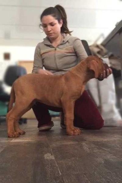 Sangre de Leones Bellator "Lolo" | Dogue de Bordeaux 