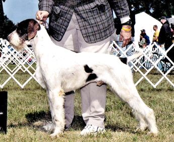 Wismar's On The Rocks O'Heywire | German Wirehaired Pointer 