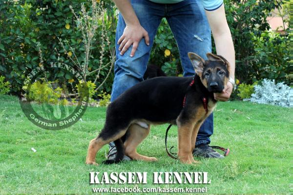 Eddie Von der Kassem | German Shepherd Dog 