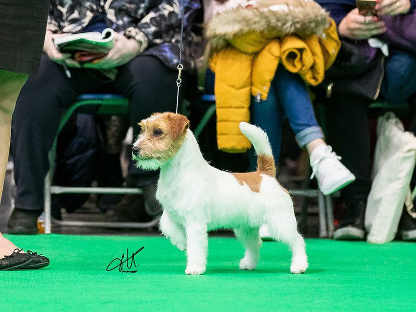 Ariko Koyu Cattivissimo Me | Jack Russell Terrier 