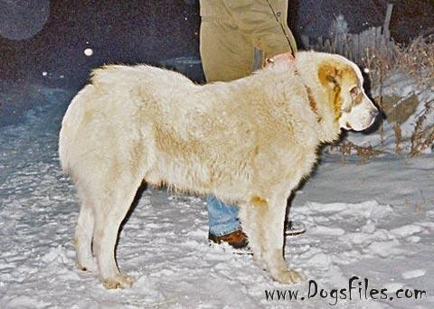 Karagez 'ow.Geldy Sakal' | Central Asian Shepherd Dog 